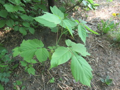 Acer negundo