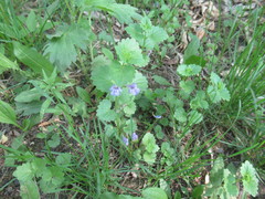 Glechoma hederacea