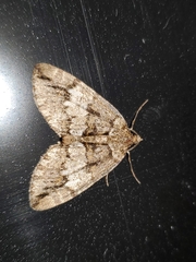 Hydriomena exculpata
