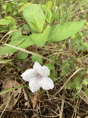 Ruellia purshiana