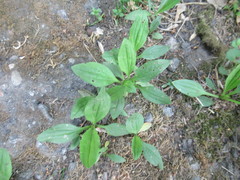 Plantago depressa