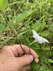 Ruellia purshiana