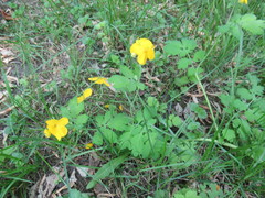 Chelidonium majus