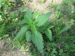 Urtica dioica