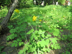 Chelidonium majus