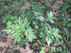 Urtica cannabina