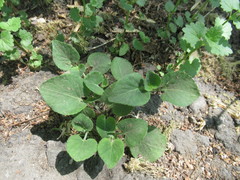 Viola rupestris