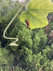 Disonycha discoidea
