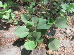 Viola rupestris