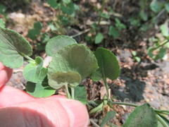 Viola rupestris