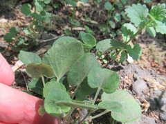 Viola rupestris