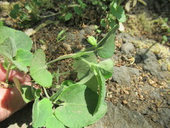 Viola rupestris