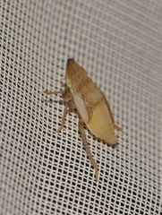 Aphrodes makarovi