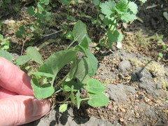Viola rupestris