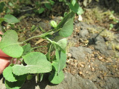 Viola rupestris