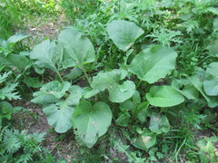 Arctium tomentosum