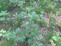 Urtica cannabina