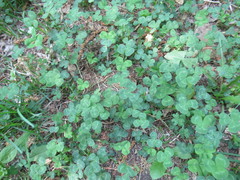 Trifolium repens