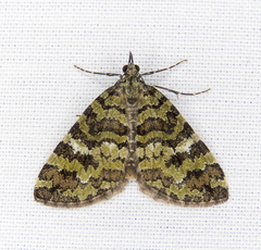 Hydriomena speciosata