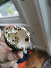 Armadillidium depressum