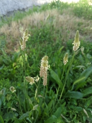 Plantago lanceolata