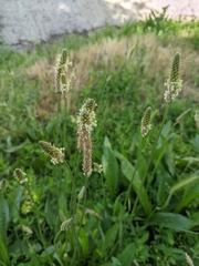 Plantago lanceolata