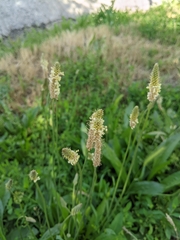 Plantago lanceolata