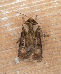 Agrotis vancouverensis