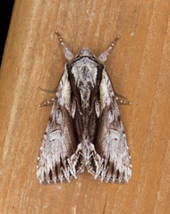 Hyppa contrasta