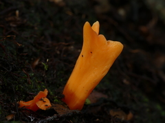 Clavulinopsis sulcata