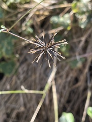 Bidens biternata