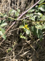 Bidens biternata