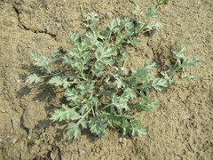 Artemisia mongolica