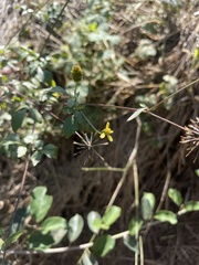 Bidens biternata