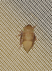 Aphrodes makarovi