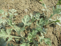 Artemisia mongolica