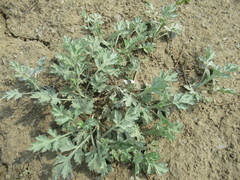 Artemisia mongolica
