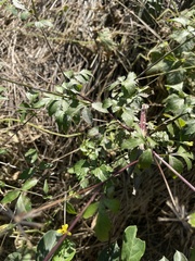 Bidens biternata