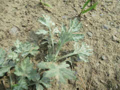 Artemisia mongolica