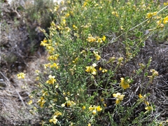 Coronilla minima lotoides
