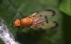 Toxonevra quinquemaculata