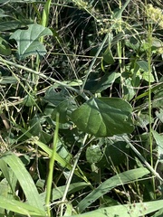 Commicarpus plumbagineus