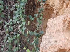 Aristolochia baetica