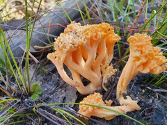 Ramaria capitata