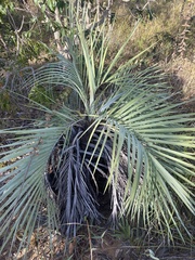 Butia archeri