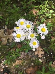 Erigeron annuus