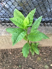 Pokeweed mosaic virus