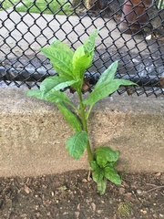Pokeweed mosaic virus