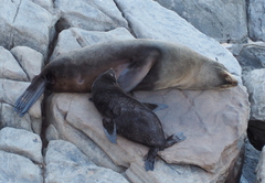 Arctocephalus