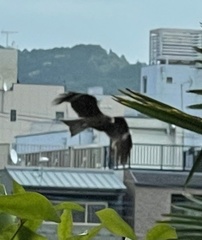 Milvus migrans lineatus